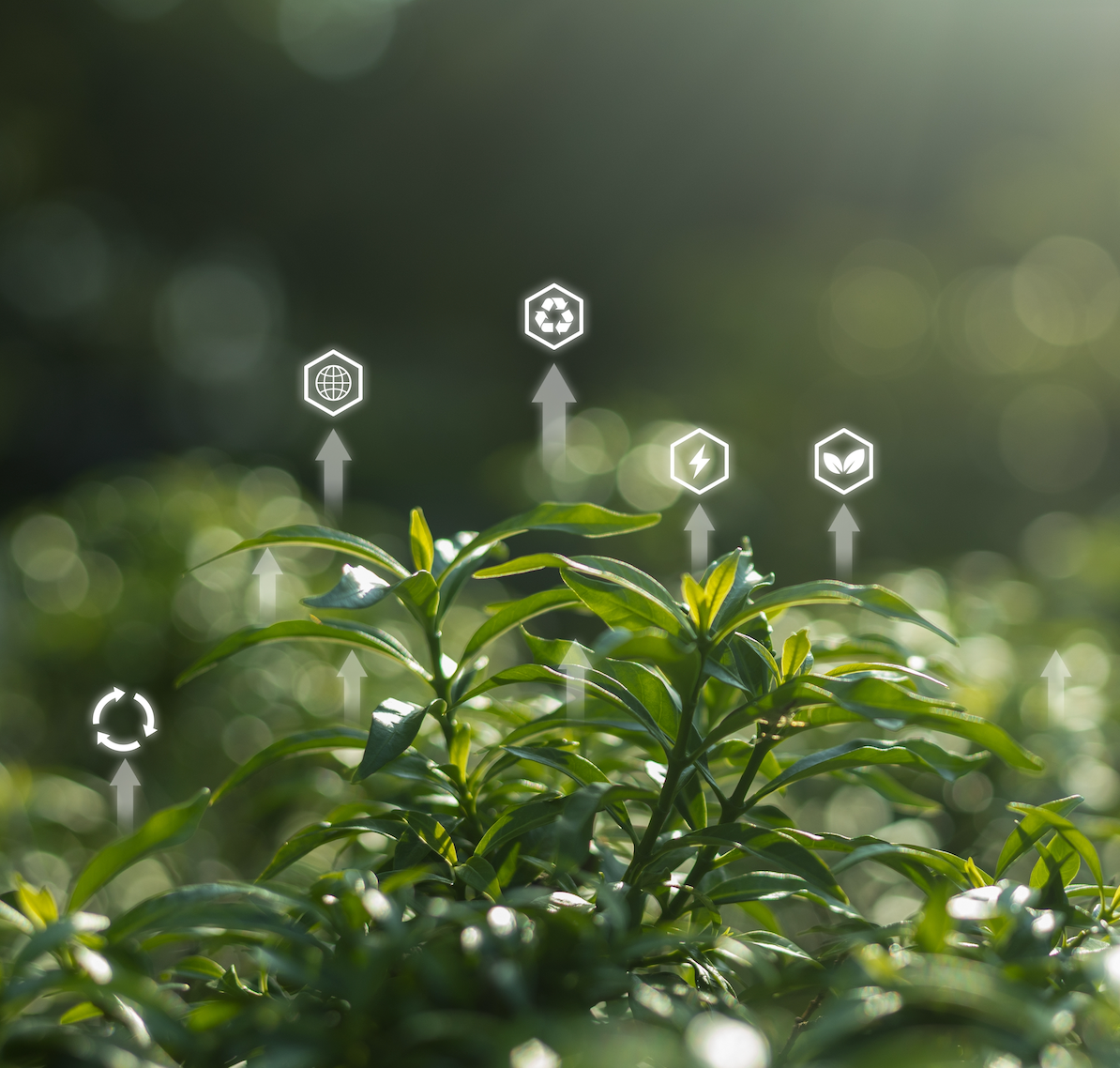 Natura, sostenibilità e meccanizzazione: il nuovo equilibrio tra ambiente e lavoro