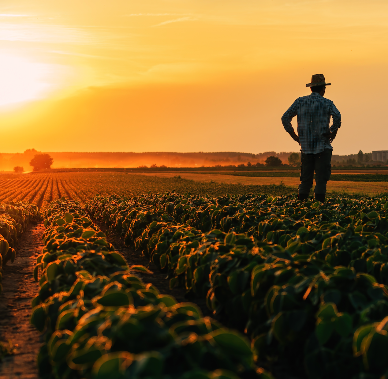 Lavorare meglio senza lavorare di più: la mentalità che sta cambiando l’agricoltura moderna